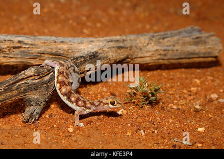 Melierter Bodengecko (Lucasium squarrosum), der aus einem Baumstamm auf roten Sand klettert. Yalgoo, Region Mittlerer Westen, Westaustralien, Australien Stockfoto