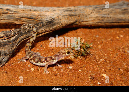 Gefleckter Bodengecko (Lucasium squarrosum) auf rotem Sand. Yalgoo, Region Mittlerer Westen, Westaustralien, Australien Stockfoto