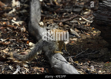 Numbat (Myrmecobius fasciatus), ein junges Tier, das seine Umgebung erkundet. Dryandra Woodland, Wheatbelt Region, Western Australia, Australien Stockfoto