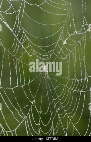 Spinnennetz Stockfoto