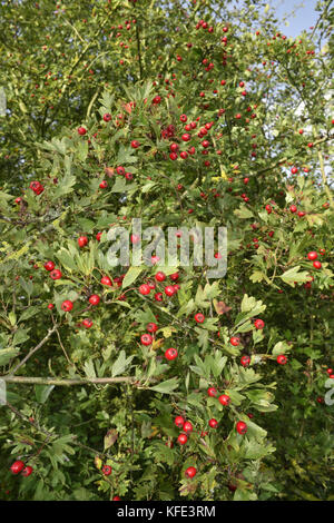 Der weißdorn - crataegus laevigata Midland Stockfoto