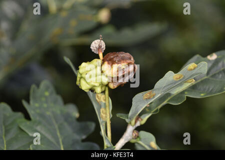 Knopper Gall - verursacht durch Wasp andricus quercuscalicis Stockfoto