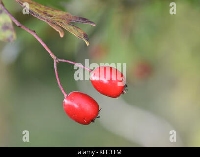 Der weißdorn - crataegus laevigata Midland Stockfoto