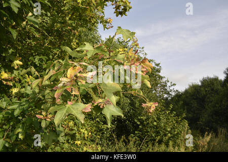 Feld Ahorn Acer campestre Stockfoto