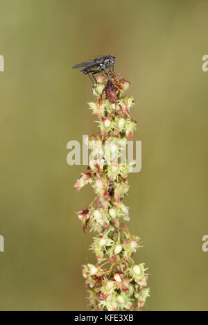 Clustered Dock - rumex conglomeratus Stockfoto