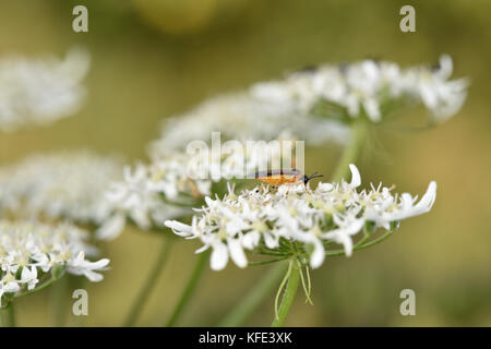 Rübe sawfly - athalia Rosae Stockfoto