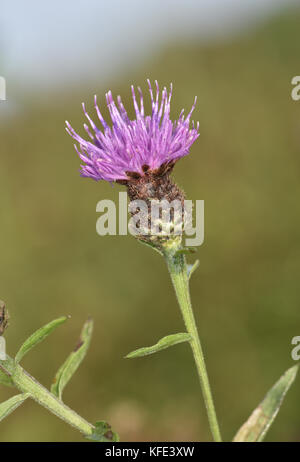 - Gemeinsame flockenblume Centaurea nigra Stockfoto