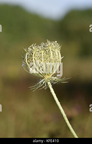Wilde Karotte Daucus carota Stockfoto