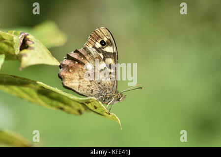 Hauhechelbläuling - pararge Splendens Stockfoto