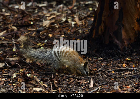 Numbat (Myrmecobius fasciatus), ein junges Tier, das seine Umgebung erkundet. Dryandra Woodland, Wheatbelt Region, Western Australia, Australien Stockfoto