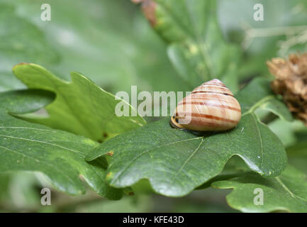 Braun - lippig Schnecke - Cepaea nemoralis Stockfoto