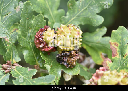 Knopper Gall - verursacht durch Wasp andricus quercuscalicis Stockfoto