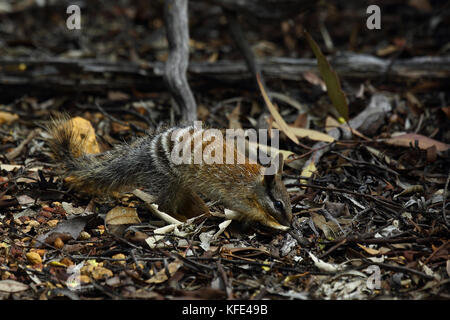 Numbat (Myrmecobius fasciatus), Fütterung junger Tiere. Dryandra Woodland, Wheatbelt Region, Western Australia, Australien Stockfoto