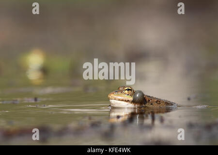 Die perez Frosch (pelophylax perezi) Quaken Stockfoto