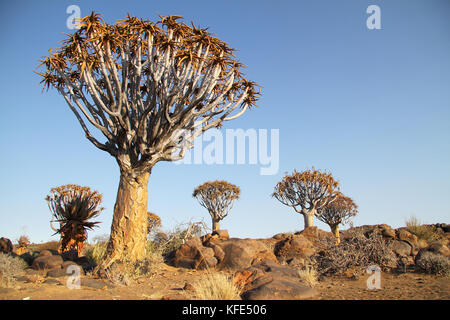 Der Köcherbaum (Aloe dichotoma) im Köcherbaumwald, Keetmanshoop, Namibia. Stockfoto