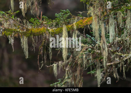 Wunderschön und inspirierend alter Mann Bart oder usnea in 4500 ft Höhe in den französischen Alpen gefunden Stockfoto