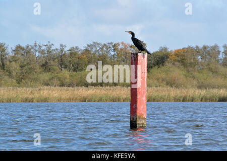 Kormoran thront auf Navigation post im Barton Broad, Norfolk, Großbritannien Stockfoto