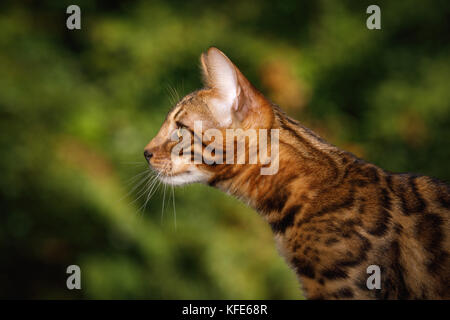 Bengal Katze im Freien Stockfoto