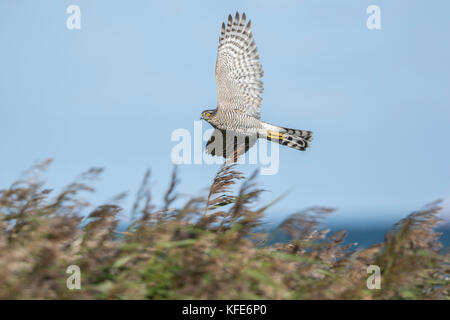 Eurasischen Sperber (Accipiter nisus) im Flug über Migration Stockfoto