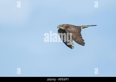 Eurasischen Sperber (Accipiter nisus) im Flug über Migration Stockfoto
