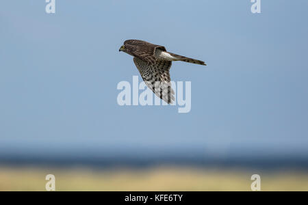 Eurasischen Sperber (Accipiter nisus) im Flug über Migration Stockfoto