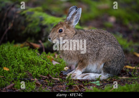 Snowshoe Hare (Lepus americanus), phase Sommer, Pukaskwa Nationalpark, Ontario, Kanada, Bruce Montagne/Dembinsky Foto Assoc Stockfoto