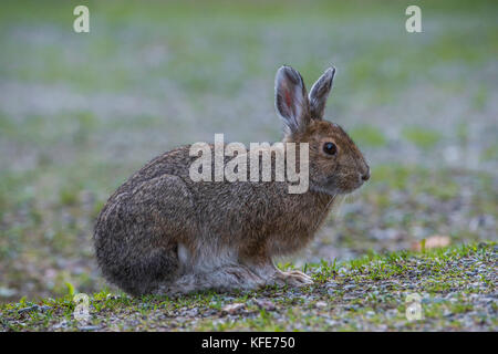 Snowshoe Hare (Lepus americanus), phase Sommer, Pukaskwa Nationalpark, Ontario, Kanada, Bruce Montagne/Dembinsky Foto Assoc Stockfoto