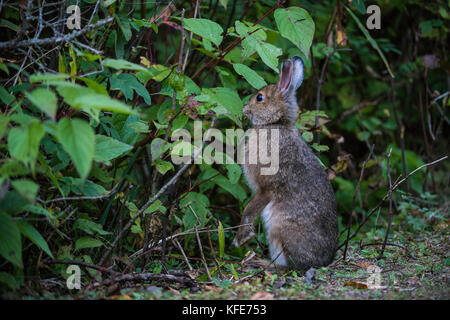 Snowshoe Hare (Lepus americanus), phase Sommer, Pukaskwa Nationalpark, Ontario, Kanada, Bruce Montagne/Dembinsky Foto Assoc Stockfoto