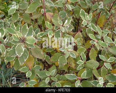 Cornus alba sommergrüne Strauch im Herbst Stockfoto