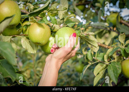 Nahaufnahme der Hand einer Frau mit rotem Nagellack Kommissionierung einen Apfel vom Baum im Herbst Stockfoto