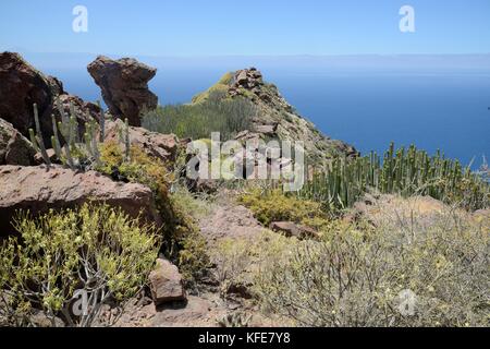 Kanaren Wolfsmilch/hercules Club (euphorbia Canariensis) und anderen Euphorbien auf der vulkanischen Küste der Naturpark Tamadaba, Gran Canaria. Stockfoto