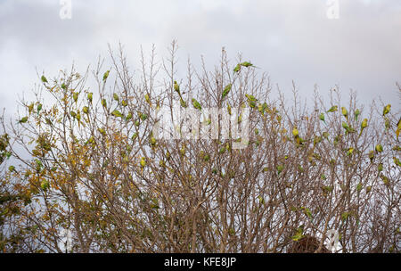 Ringhalslaute Parakeets, (Psittacula krameri), Roosting in Bäumen, Wormwood Scrubs, London, Großbritannien Stockfoto