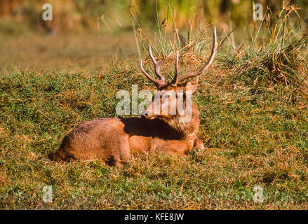 Sambar Hirsch Hirsch, (Rusa unicolor), Keoladeo Ghana National Park, Bharatpur, Rajasthan, Indien Stockfoto