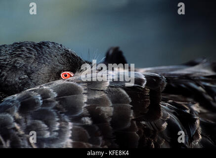 Schwarzer Schwan (Cygnus atratus), ruht mit Kopf unter seinem Flügel, Murray-Darling, New South Wales, Australien verstaut Stockfoto