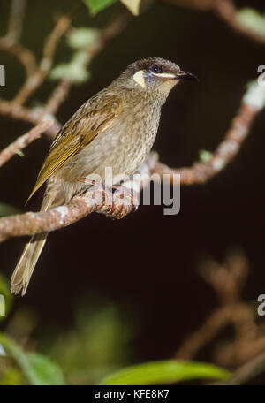 Lewin's Honeyeater, (Meliphaga lewinii), Lamington National Park, Queensland, Queensland, Australien Stockfoto