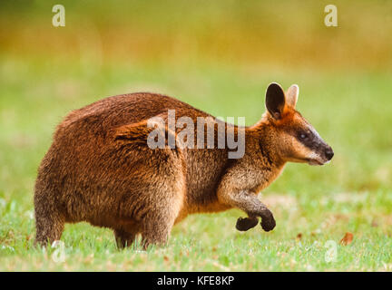 Swamp Wallaby (Wallabia bicolor), Byron Bay, New South Wales, Australien Stockfoto