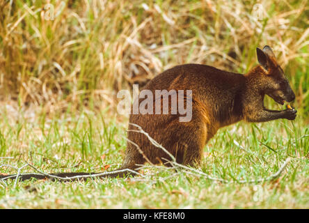 Swamp Wallaby (Wallabia bicolor), Byron Bay, New South Wales, Australien Stockfoto