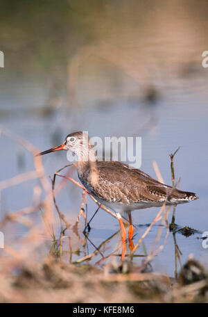 Gemeinsame Rotschenkel (Tringa totanus), in Feuchtgebieten Lebensraum, Keoladeo Ghana National Park, Bharatpur, Rajasthan, Indien Stockfoto