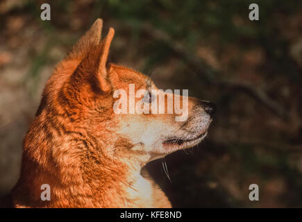 Australische Dingo (Canis Dingo oder Canis lupus Dingo), Fraser Island oder K'gari Island, Queensland, Australien Stockfoto