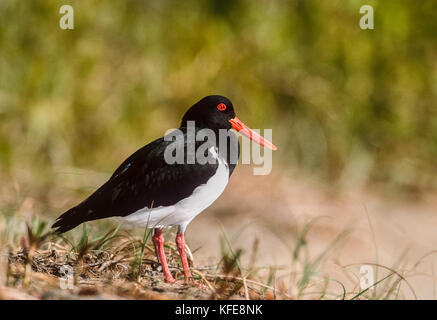 Pied Austernfischer (Haematopus longirostris), Byron Bay, New South Wales, Australien Stockfoto