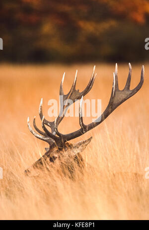 Red Deer stag im Herbst (Cervus elaphus), Richmond Park, London, Vereinigtes Königreich Stockfoto