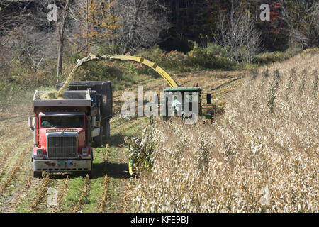 Die Ernte von Mais staulks Für winter Viehfutter in Vermont, USA Stockfoto