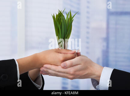 Zugeschnittenes Bild von Geschäftsleuten holding Setzlinge im Büro Stockfoto