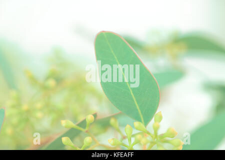 Blätter und Knospen von Eukalyptus, selektiver Fokus. Stockfoto
