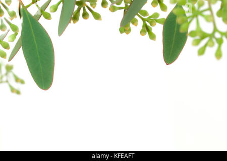Blätter und Knospen von Eukalyptus isoliert auf weißem Hintergrund. Stockfoto