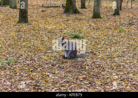 Tier der Biberfamilie auf grau Land zwischen den Bäumen auf dem gelben Laub Stockfoto