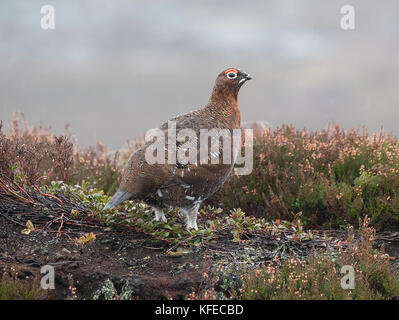 Männliche Moorschneehuhn (Lagopus lagopus scotica) auf Schottisches Heidekraut Moor Stockfoto