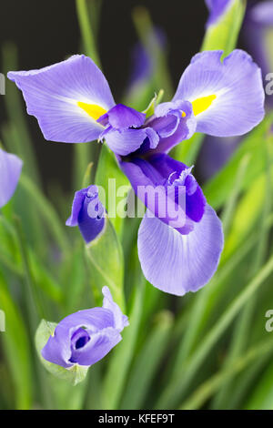 Nahaufnahme von lila Dutch Iris Blüten mit gelben Signal, Stiele und Blätter. AKA Iris hollandica, ein lila und gelb Iris Stockfoto