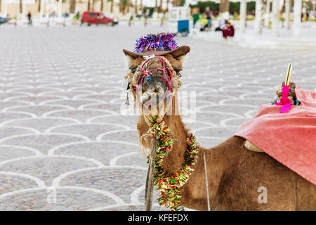 Kamel mit Ornamenten auf seinem Kopf auf dem Platz von Habib Bourguiba mit schattigen arabisch Pavillon und mittelalterliche Festung ribat in Monastir. Tunesien Stockfoto