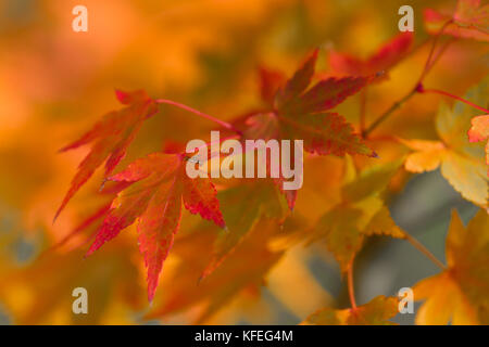Goldener Herbst blur Hintergrund mit Farbe Ahorn Blätter Stockfoto